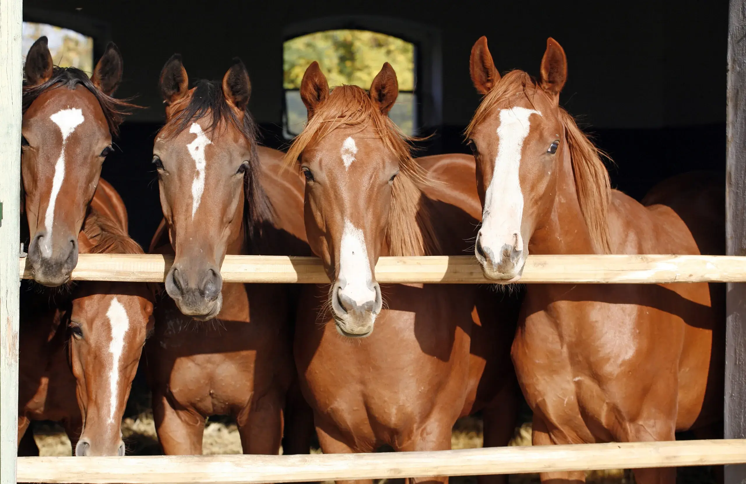 Paarden in stal met zicht naar buiten